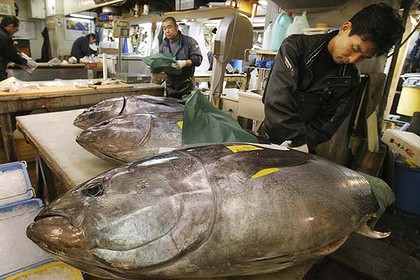 Яркий пример цен на морепродукты японского рынка Цукидзи