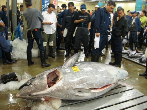 Снижение квот на вылов голубого тунца в Японии: как вы будете себя чувствовать без торо и магуро