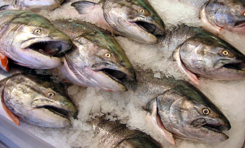 Генетически модифицированный лосось в суши, насколько это безопасно?