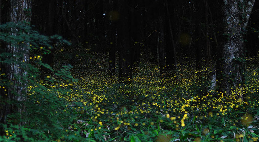 Лесные светлячки в префектуре Айти