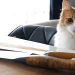 Отличная идея: суши для кошек