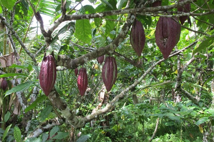 Какао-бобы в дикой природе
