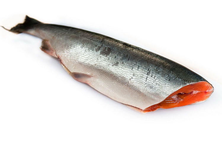Генетически модифицированный лосось в суши, насколько это безопасно?